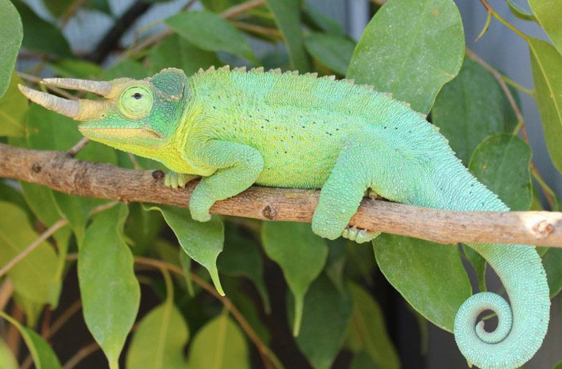 Jackson’s Chameleon for Sale