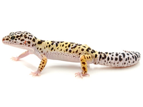 Leopard Gecko for Sale
