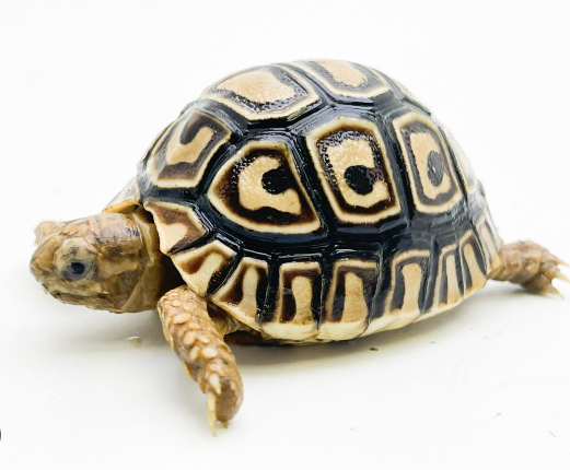 Leopard Tortoise for Sale