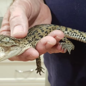 Morelet’s Crocodile for Sale