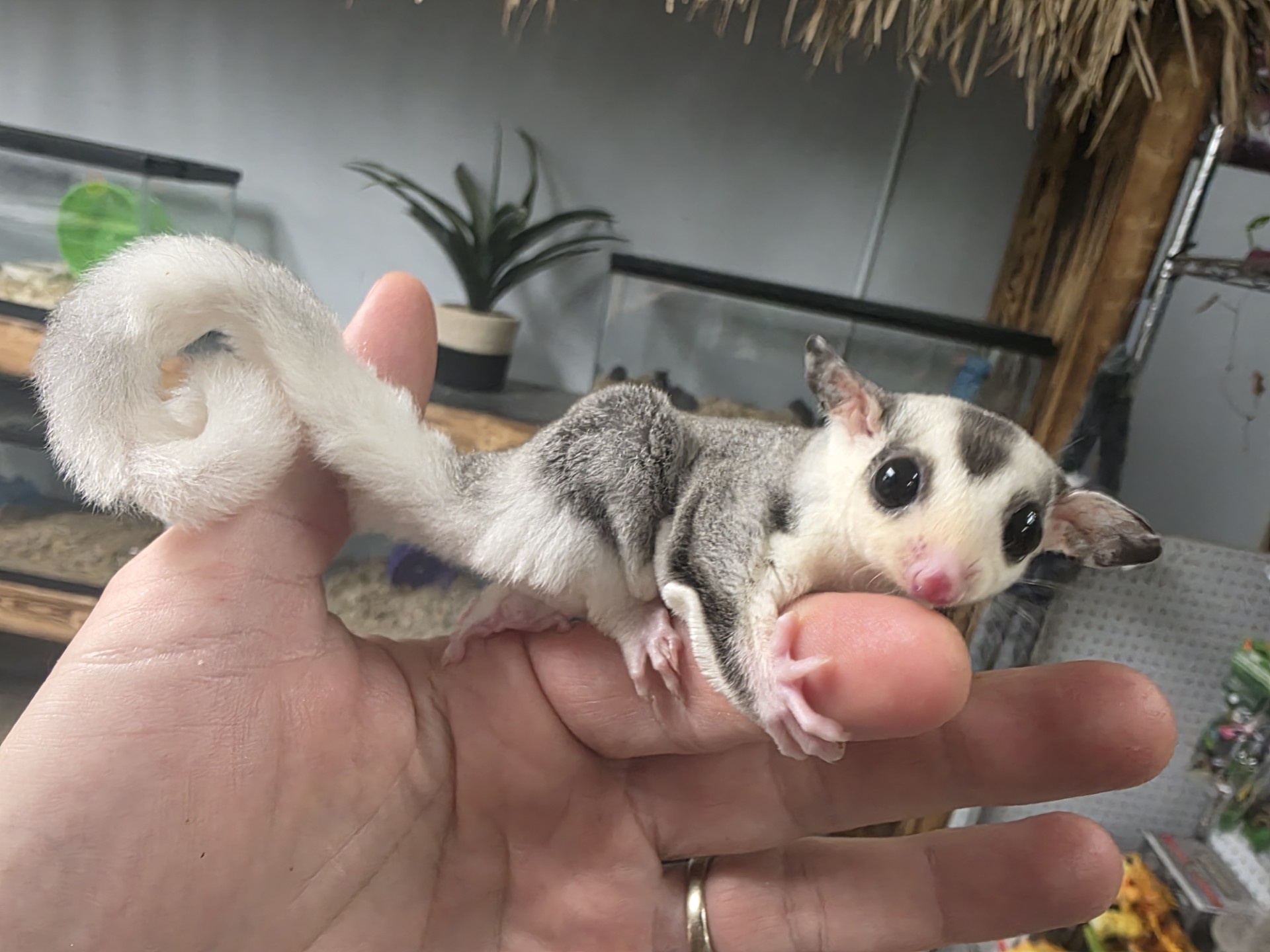 Buy Mosaic Sugar Glider Online