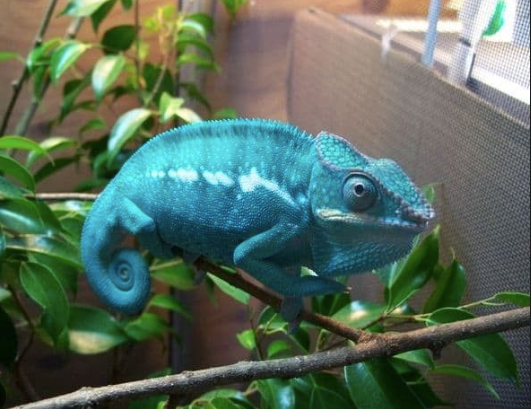 Nosy Be Panther Chameleon For Sale