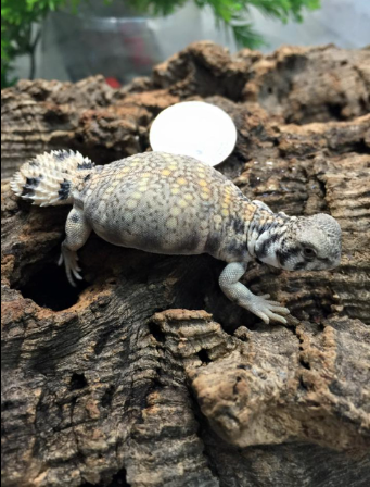 Omani Uromastyx for Sale