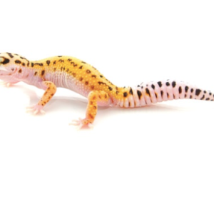Pinstripe Leopard Gecko for Sale