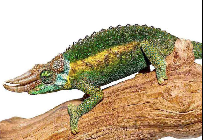 Rainbow Jackson’s Chameleon For Sale