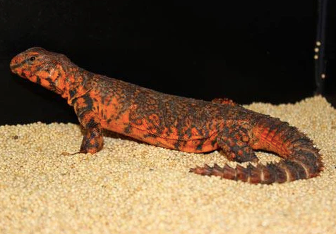 Red Niger Uromastyx for Sale