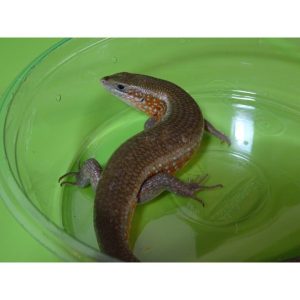 Red Sided Skink For Sale