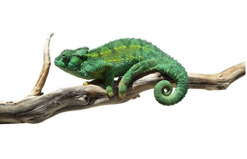 Rudis Chameleon for Sale