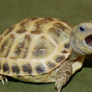 Russian Tortoise for Sale
