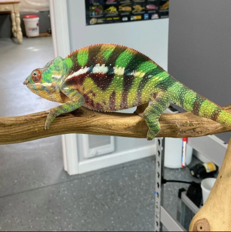Sambava Panther Chameleon for Sale