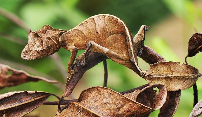 Satanic Leaf Tail Gecko for Sale