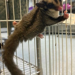 Buy Standard Gray Sugar Gliders Online