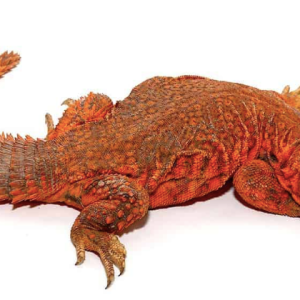 Super Red Uromastyx For Sale