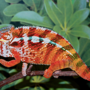 Tamatave Panther Chameleon For Sale