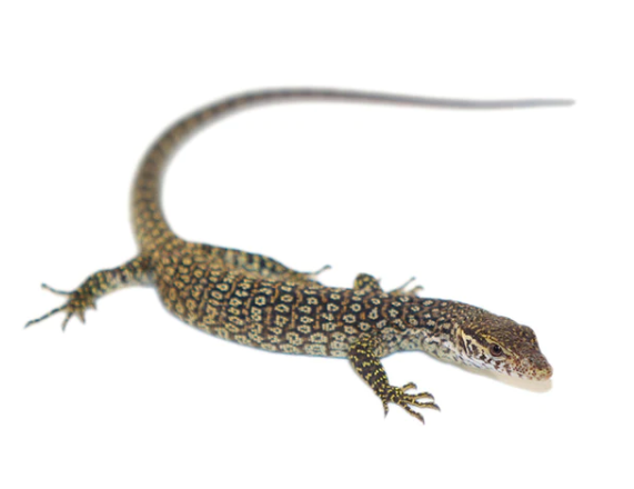 Timor Monitor for Sale