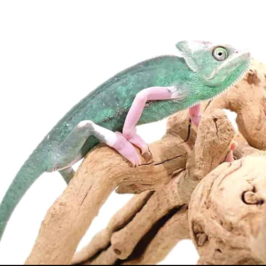 Translucent Veiled Chameleon (9-11 Inch) For Sale