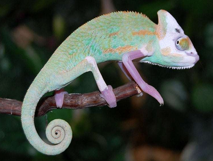 Translucent Veiled Chameleon for Sale