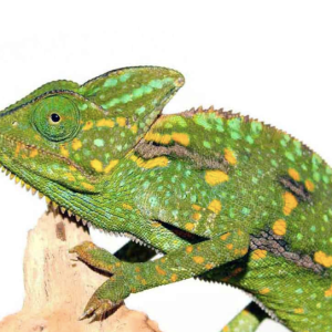 Veiled Chameleon (3-5 Inch) For Sale