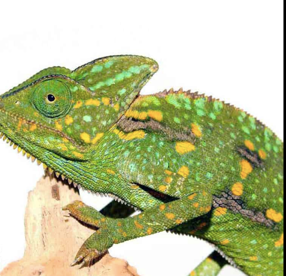 Veiled Chameleon (3-5 Inch) For Sale