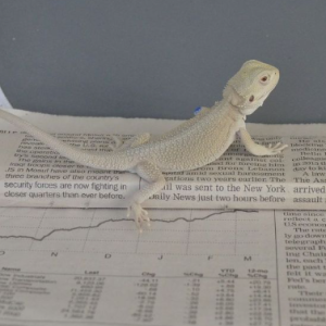 Witblits Bearded Dragon For Sale