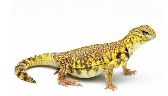 Yellow Niger Uromastyx for Sale