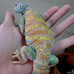Ornate Uromastyx for Sale
