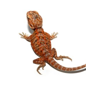 Baby Atomic Tangerine Silky Bearded Dragon