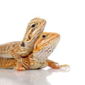 Buy Fancy Colored Bearded Dragons Online
