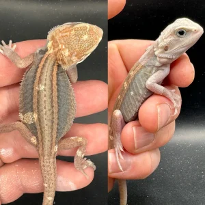 Buy High End Paradigm Bearded Dragons Online