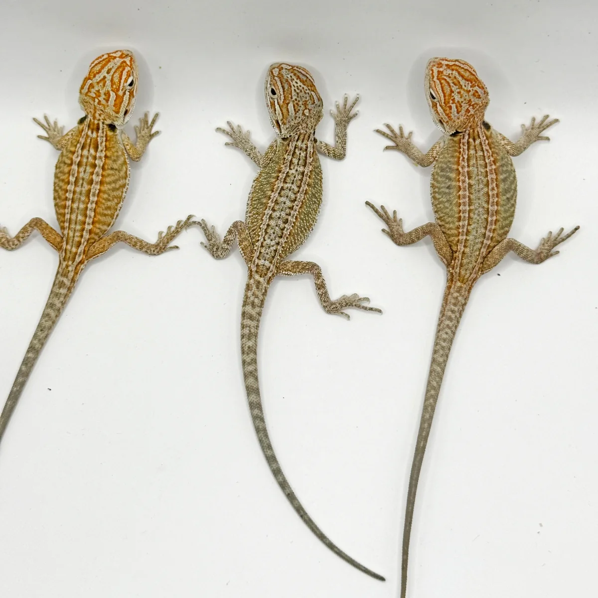 Buy Hypo Genetic Stripe Bearded Dragons Online