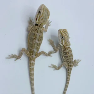 Buy Hypo Snow Bearded Dragons Online