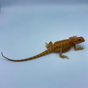 Hypo Translucent Blue Bar Leatherback Bearded Dragon For Sale
