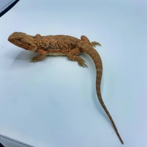 Red Leatherback Bearded Dragons For Sale