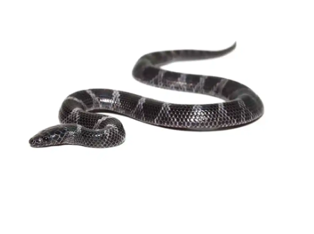 African Wolf Snake for Sale