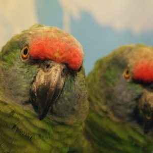 Buy Amazona Bodini Parrot Online