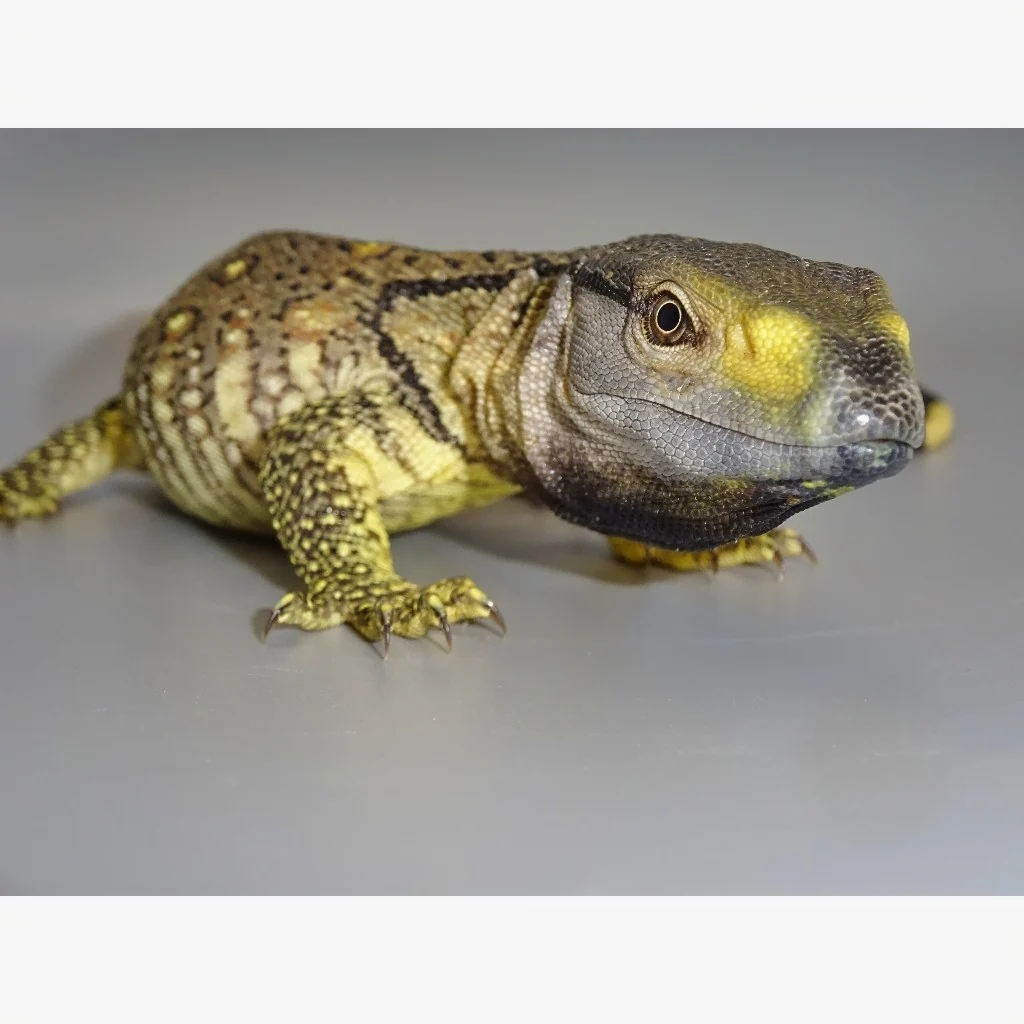 Black Throat Monitors For Sale