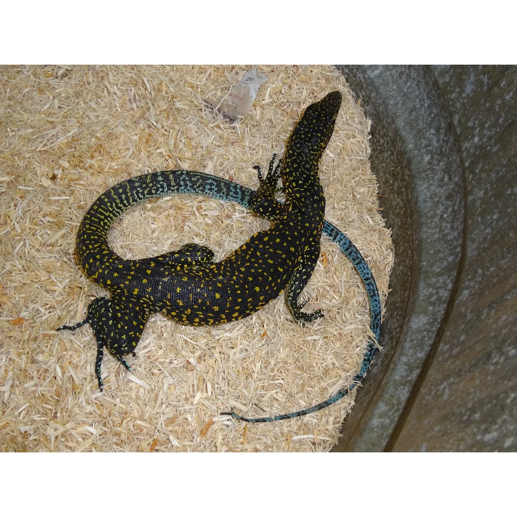Blue Tail Monitors For Sale