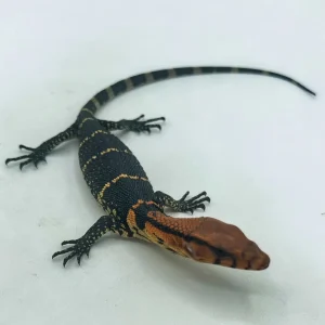 Brown Roughneck Monitors For Sale