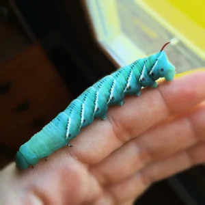 Live HornWorms For Sale