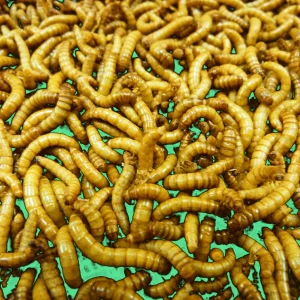 Live Mealworms For Sale