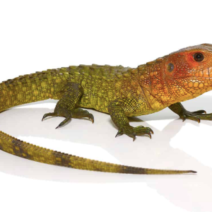 Caiman Lizard for Sale
