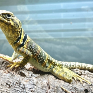 Eastern Collared Lizard for Sale