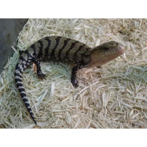 Kei Island Blue Tongue Skinks For Sale