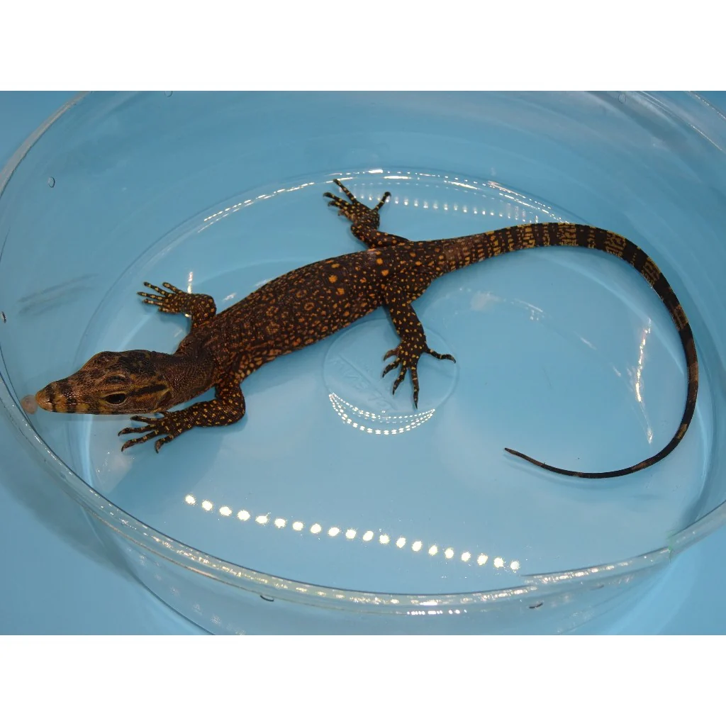 OBI Water Monitors For Sale