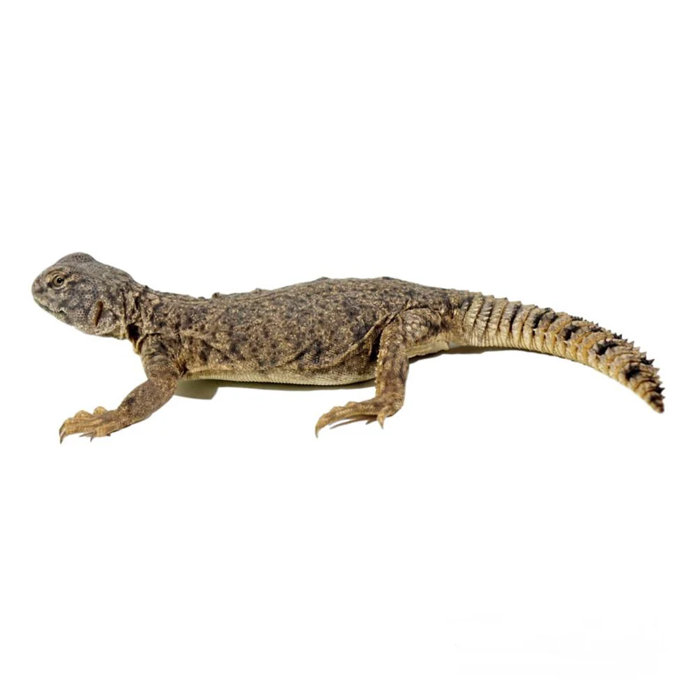 Dispar Uromastyx For Sale