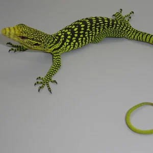Yellow Tree Monitors For Sale